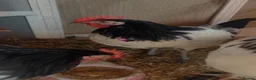 Chickens poultry for sale: Hi aim selling young chicken /chick  in Newmarket - Advert 5