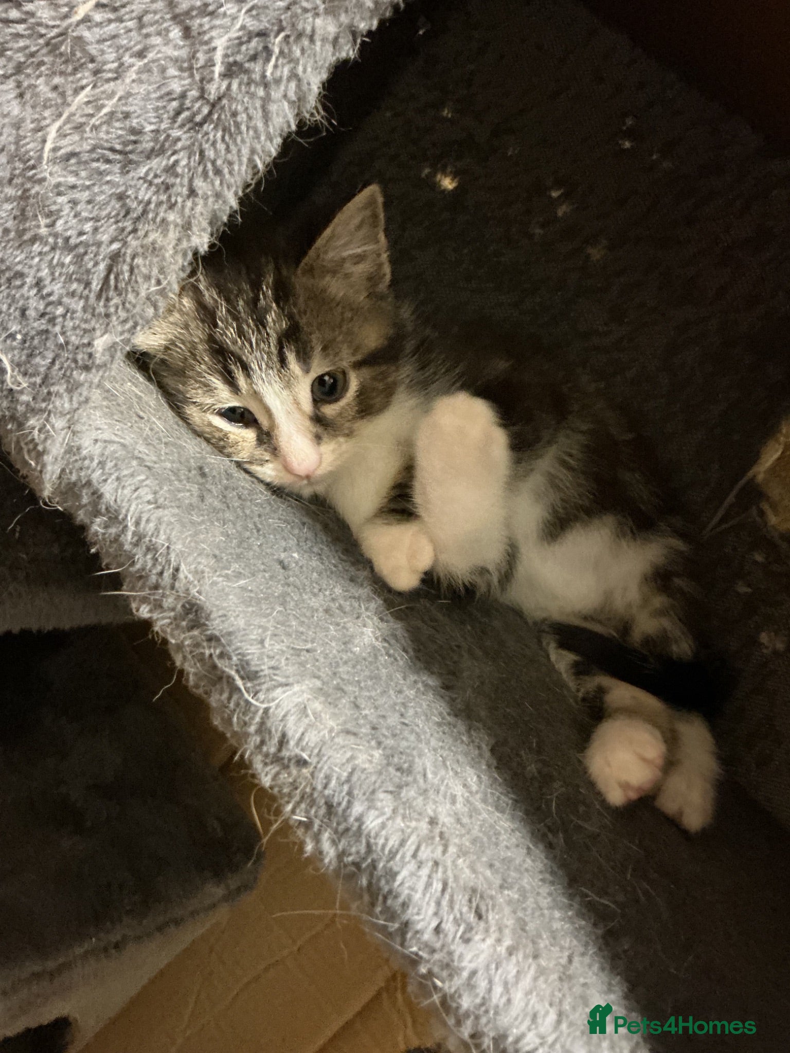 Bengal cats Beautiful kittens ready for 5* homes - Advert 1