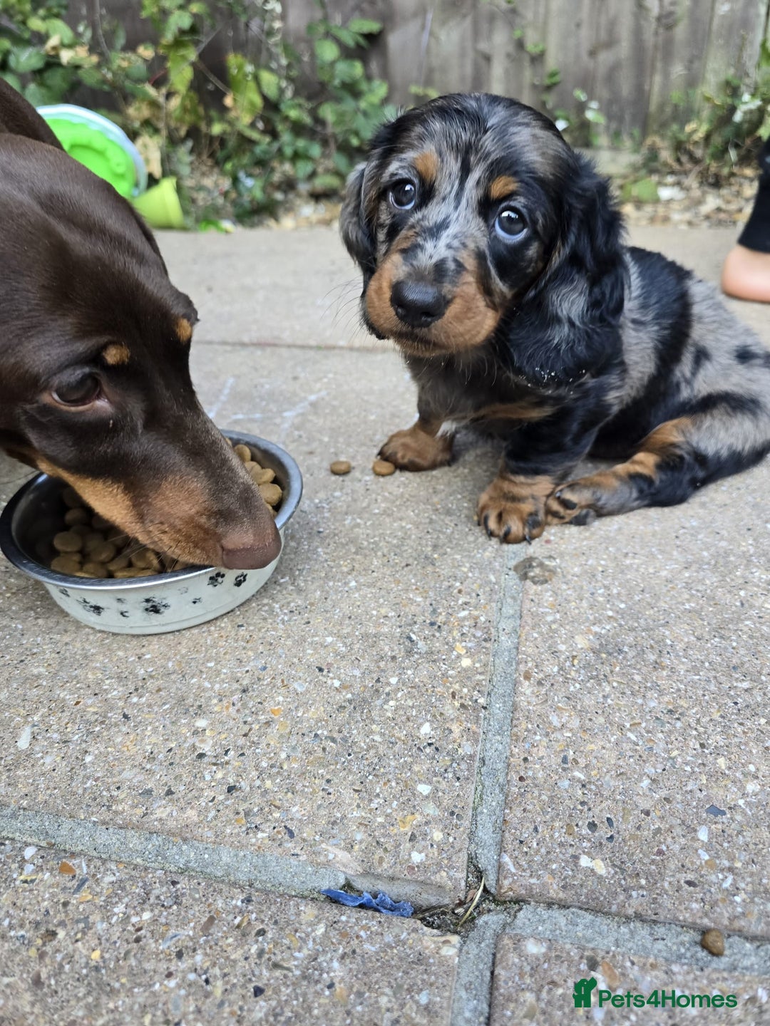 Dachshund dogs for sale: Isabella black &tan longhair dapple boy  - Image 7