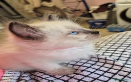 Ragdoll cats for sale: Beautiful Ragdolls Parents health tested 💖 - Image 20