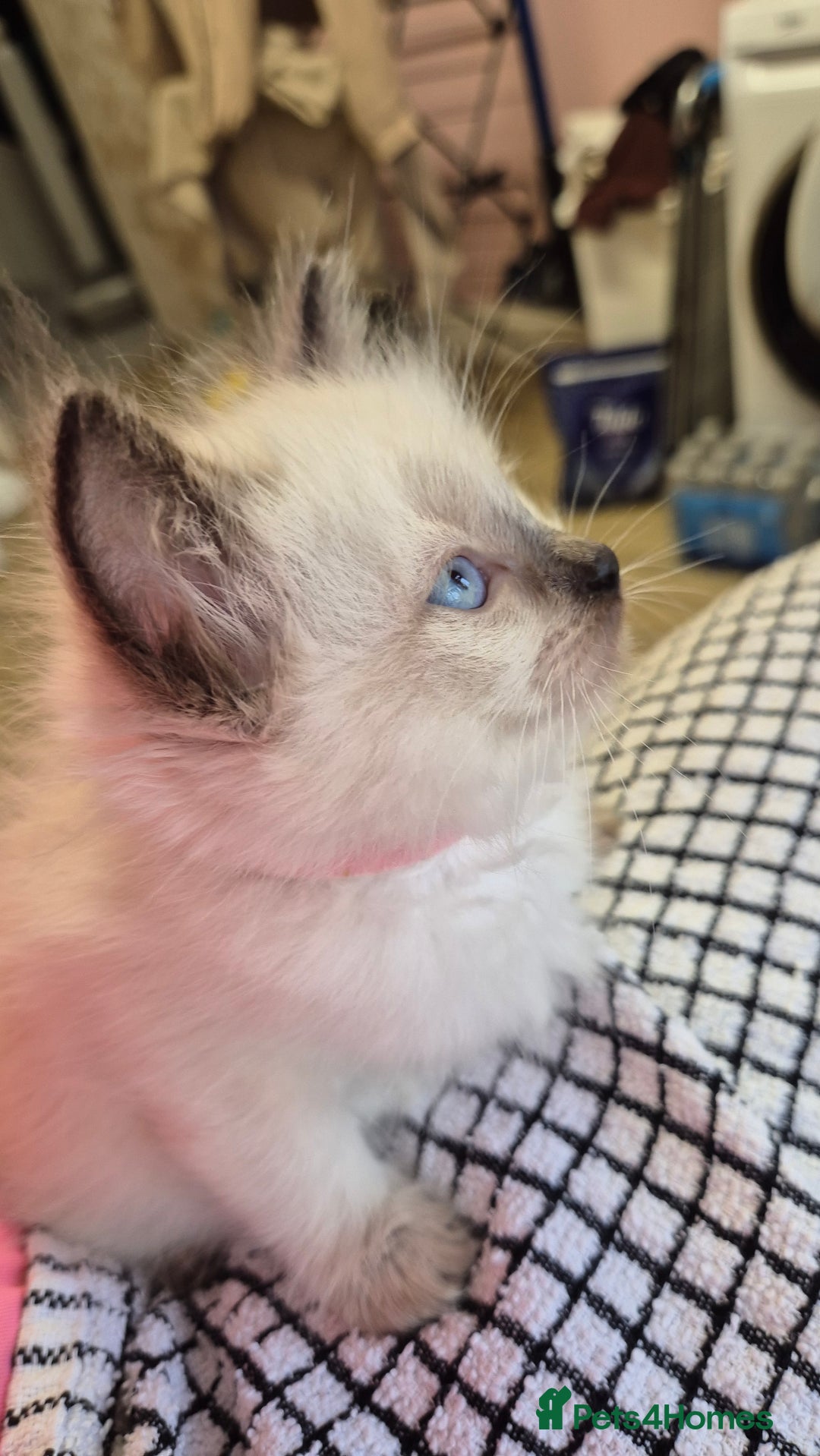 Ragdoll cats for sale: Beautiful Ragdolls Parents health tested 💖 - Image 20