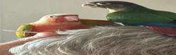 Conures birds for sale: Baby hand reared conures  - Advert 5