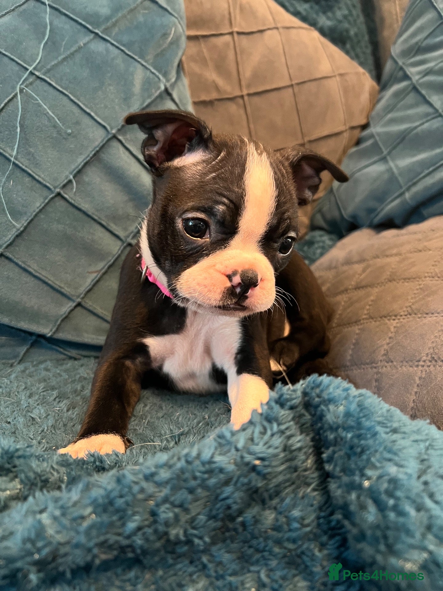 Boston Terrier dogs for sale: Boston Terriers for sale  - Advert 12