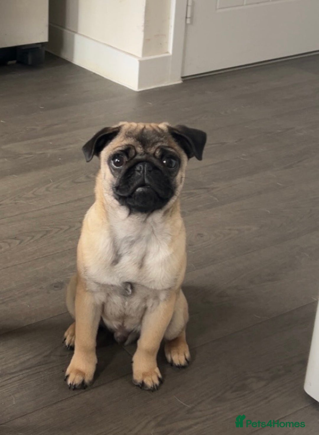 Pug dogs for sale: 8month old male fawn pug - Advert 5