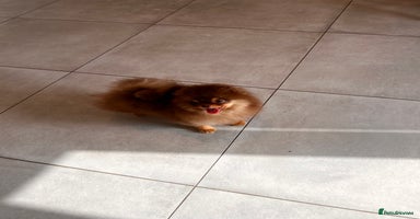 Pomeranian dogs - Advert 5