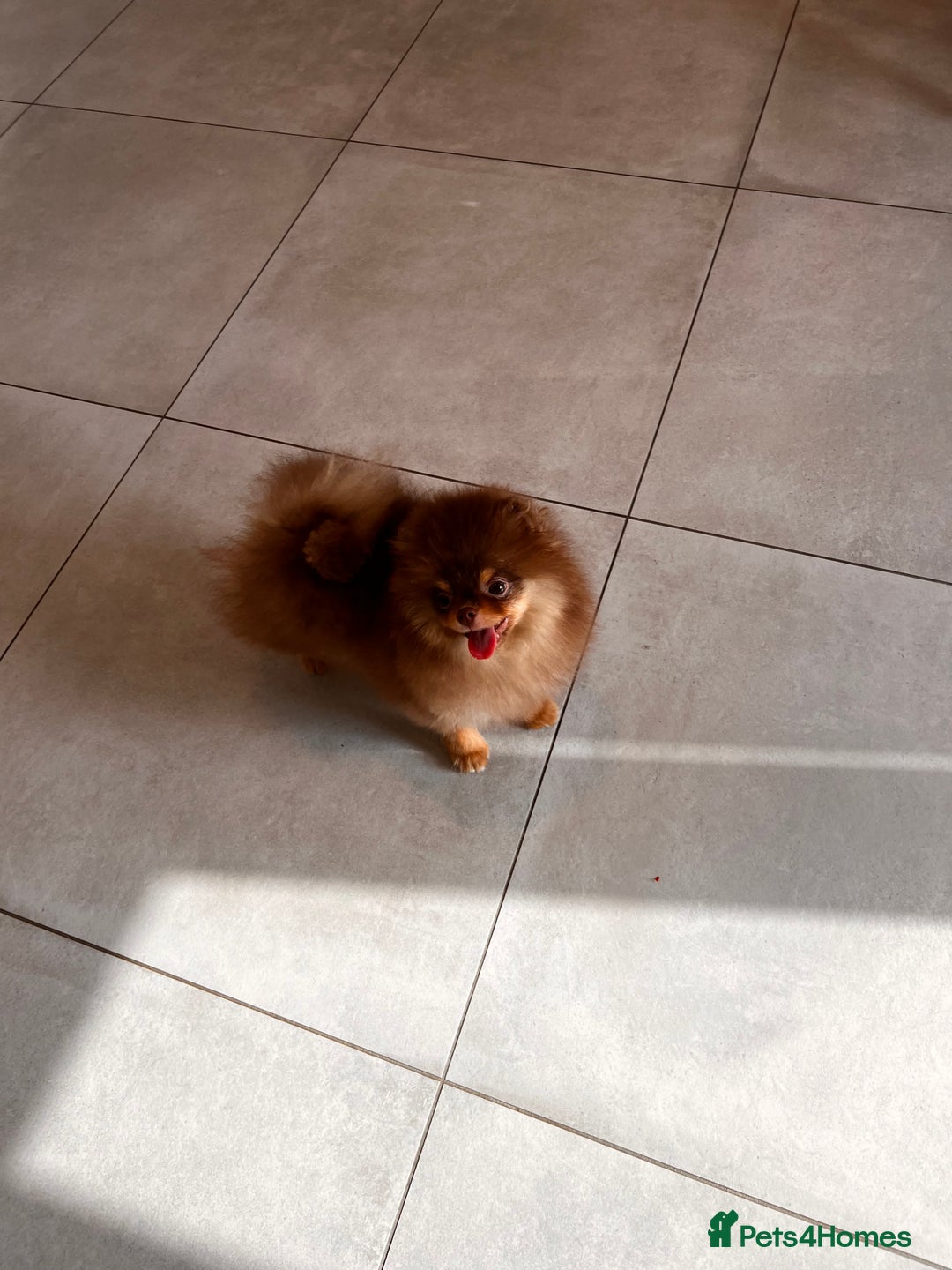 Pomeranian dogs for sale: Choc and Tan Pomeranian Boy - Image 5