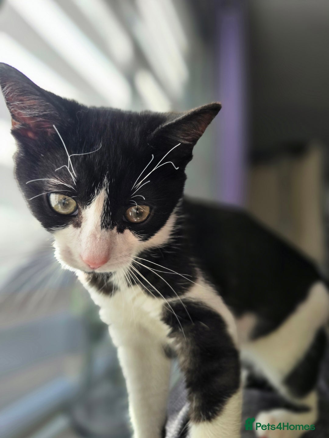 Mixed Breed cats for sale: Female kitten 🐈 - Image 7