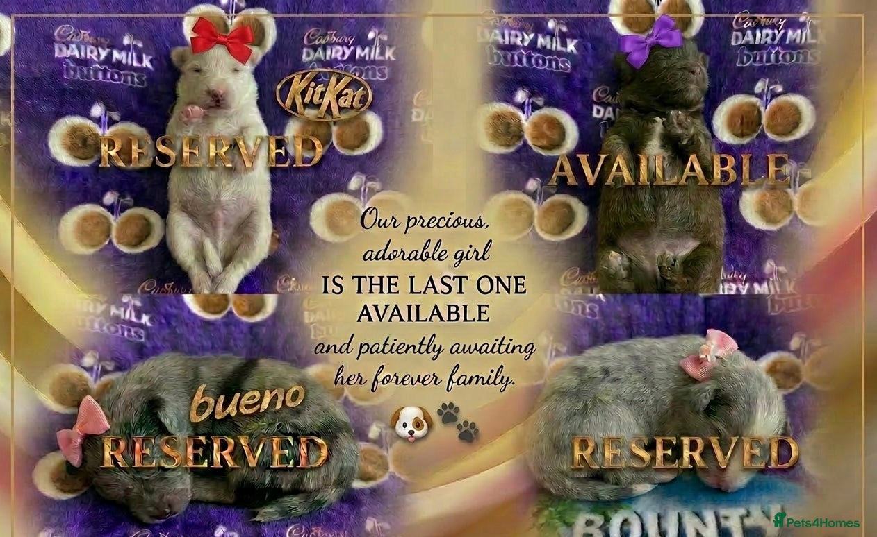 Pomeranian dogs ✨🐾1 Mini Pom Star Left🏆🐶🐾✨ - Advert 11