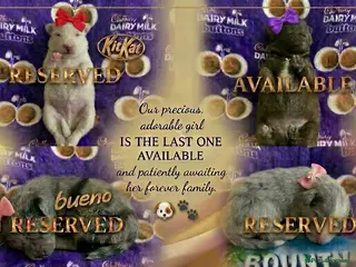 Pomeranian dogs ✨🐾1 Mini Pom Star Left🏆🐶🐾✨ - Advert 11