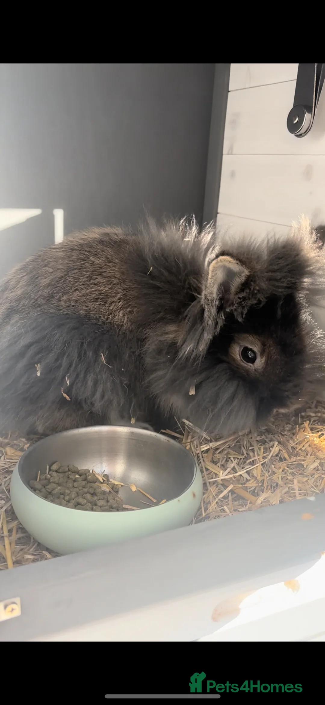 Mini Lion Lop rabbits for sale: Lovely little male lion lop rabbit  in Tewkesbury - Advert 1