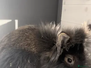 Mini Lion Lop rabbits Lovely little male lion lop rabbit - Advert 1