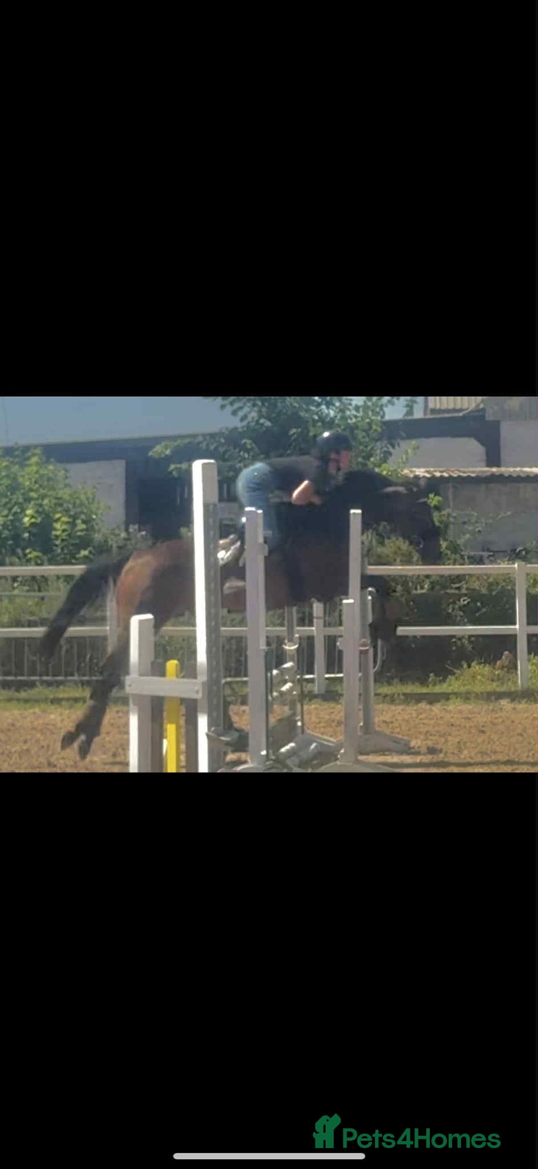 English Thoroughbred horses for sale: Remny - Teenagers fun project  - Image 6