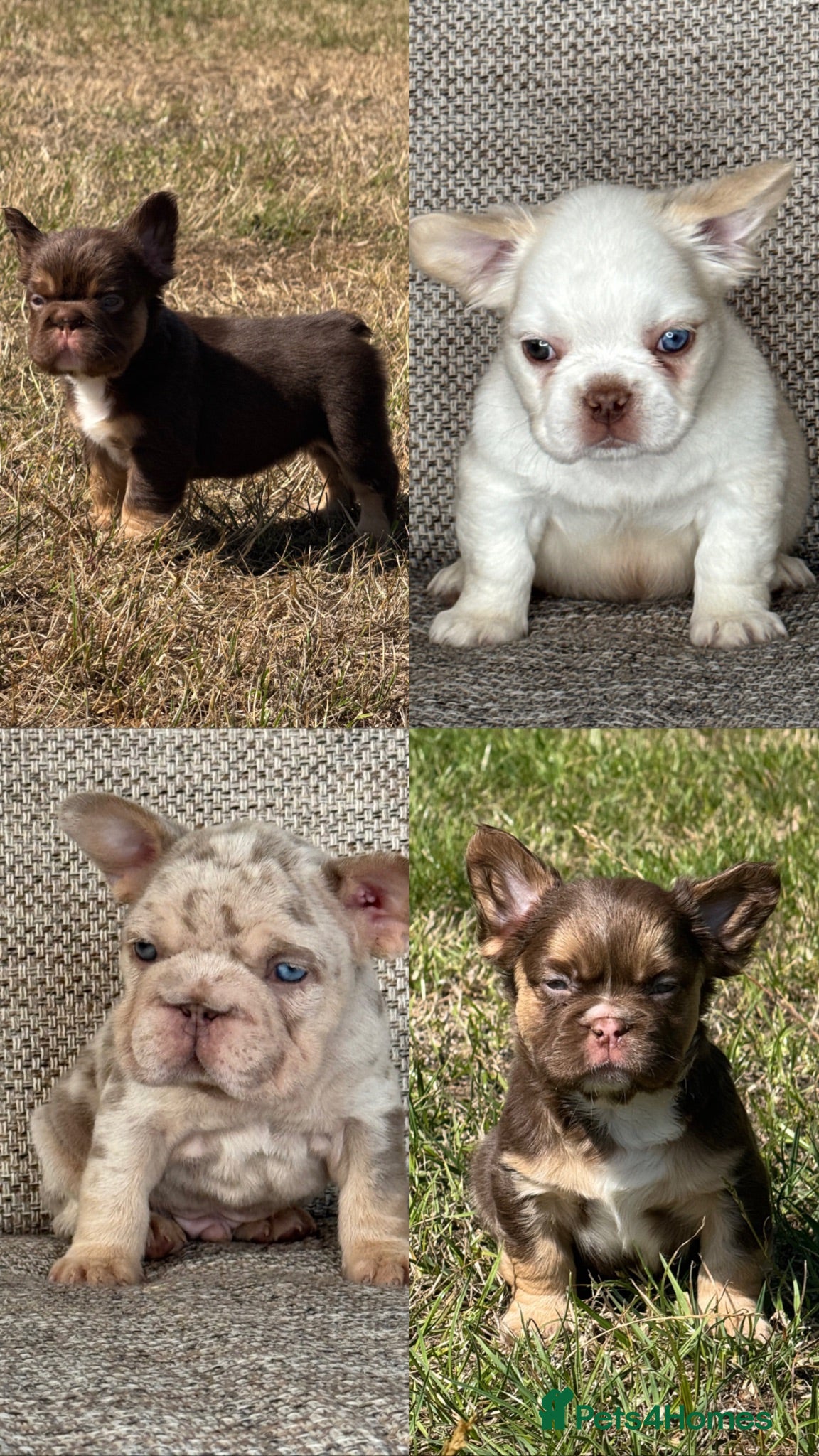 French Bulldog dogs Unique French bulldog pups 6 weeks old  - Advert 1