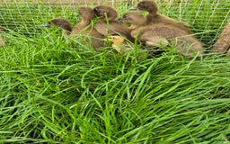 Ducks poultry for sale: Khaki Campbell & Mini Appleyard male ducklings  - Image 3