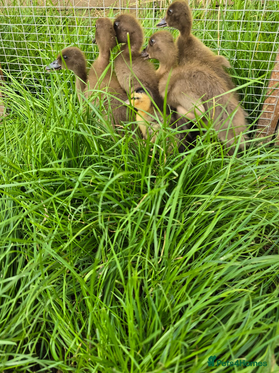 Ducks poultry for sale: Khaki Campbell & Mini Appleyard male ducklings  - Image 3