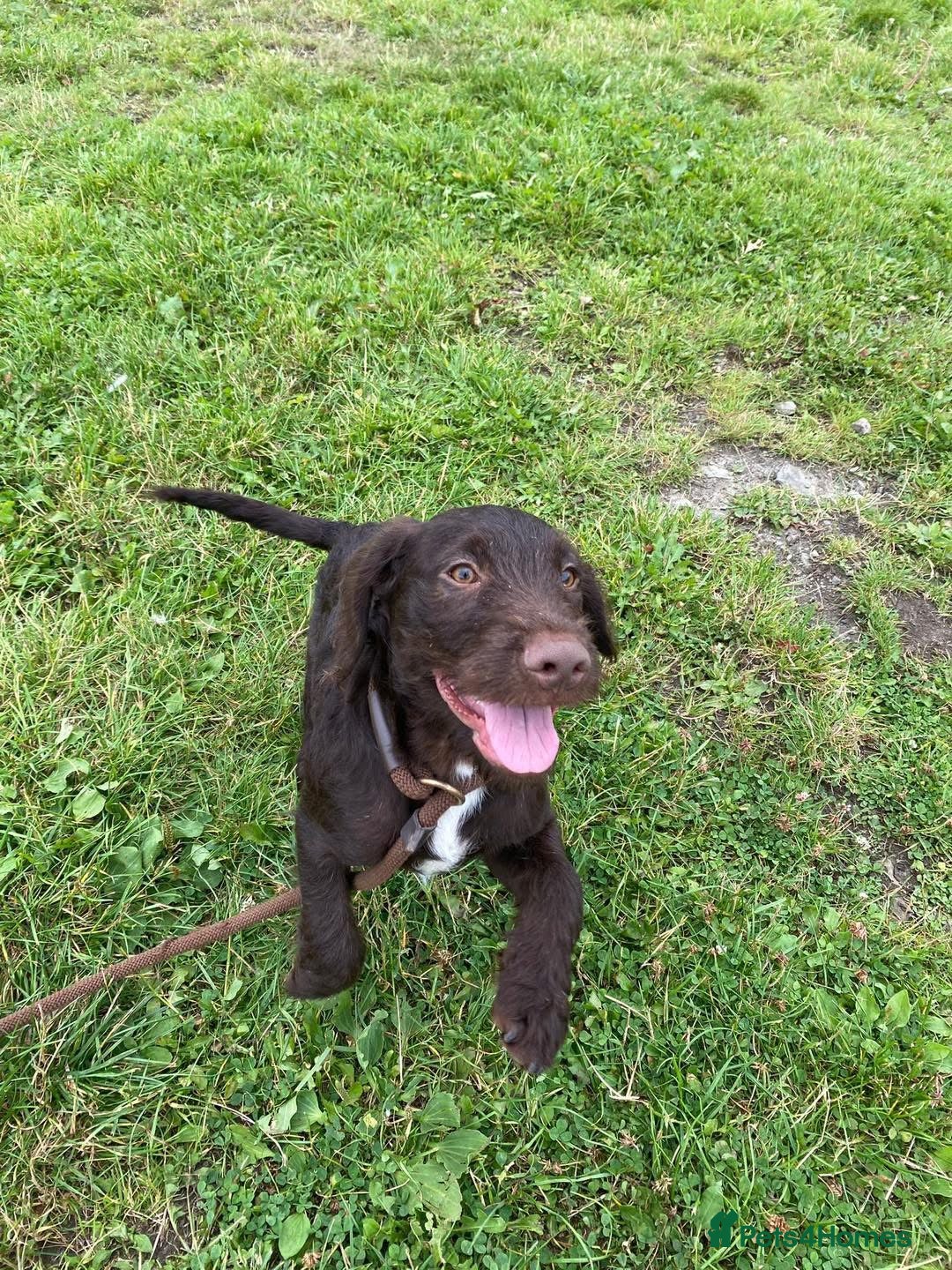 Mixed Breed dogs for sale: Gorgeous dogs, amazing pets & great temperaments!  - Advert 10