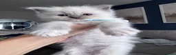 Ragdoll cats for sale: Stunning GCCF Registered Ragdoll Kitten - Advert 8