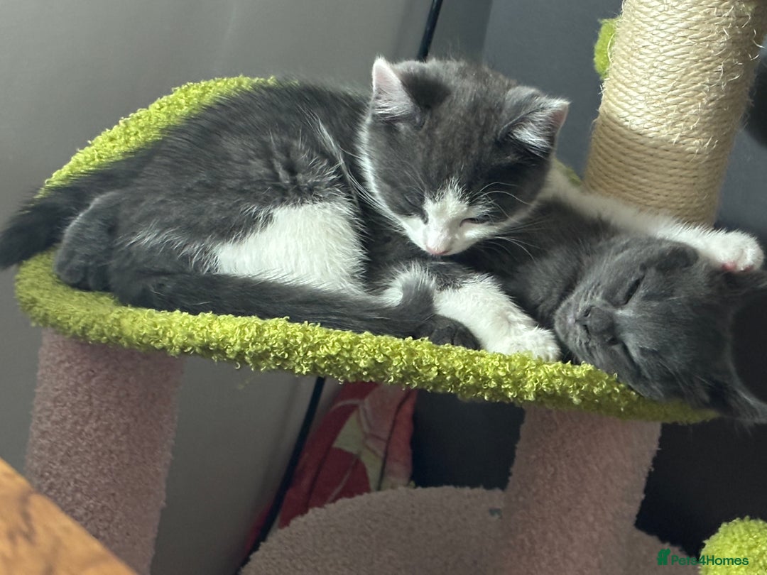 Mixed Breed cats for sale: Stunning Solid Blue/Grey Kitten-Rare Chunky Build - Advert 16