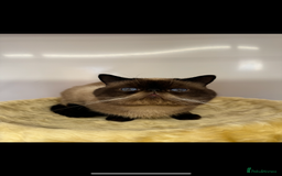 Exotic cats for sale: exotic  - Image 10