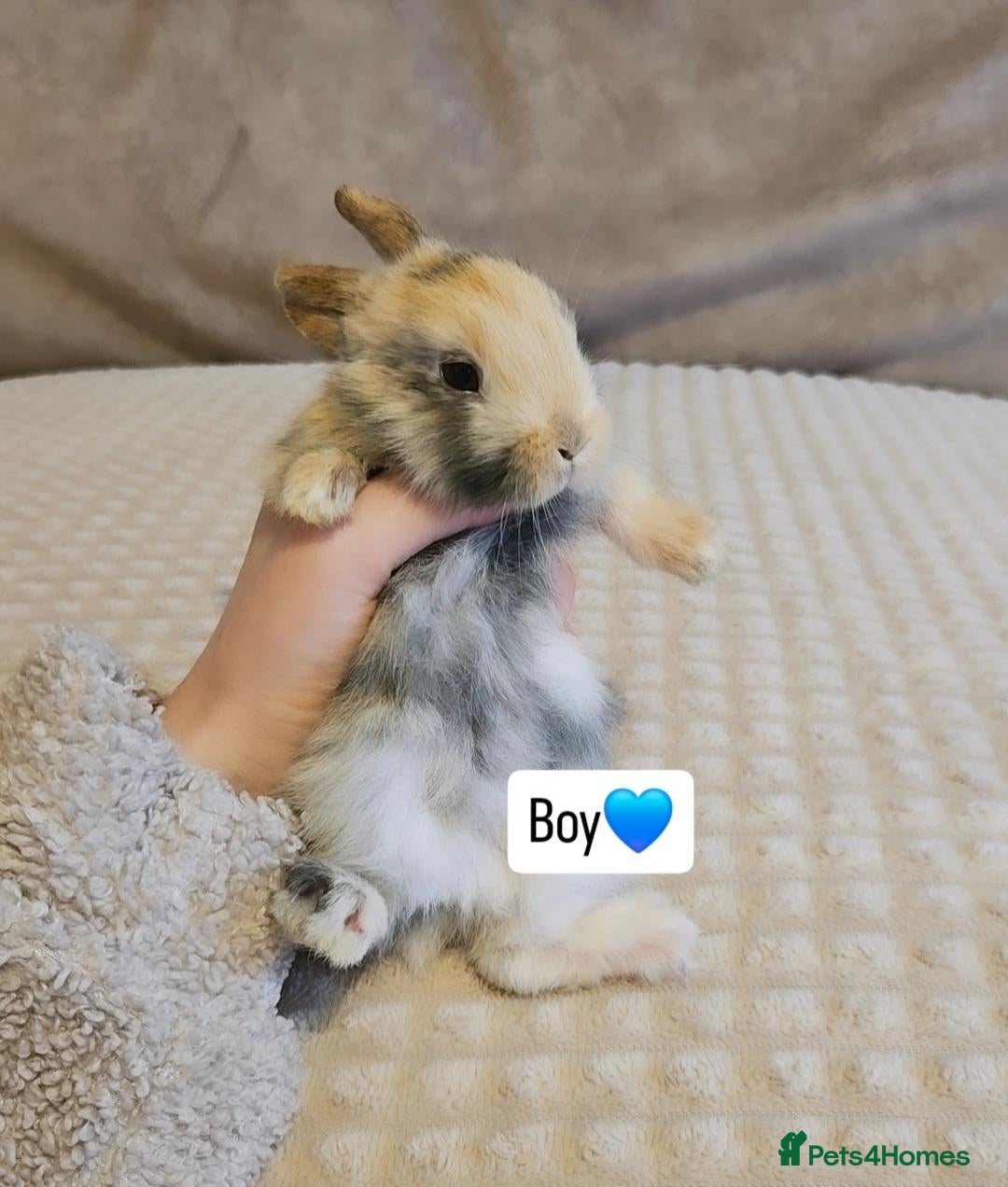 Mini Lop rabbits for sale: Baby Bunnys *Ready Now [4 left] - Advert 2