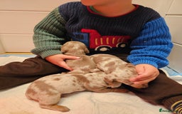 Dachshund dogs for sale: Isabella Dapple Dachshund Puppies - Advert 30