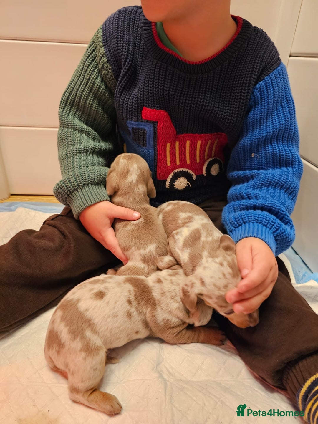 Dachshund dogs for sale: Isabella Dapple Dachshund Puppies - Advert 30