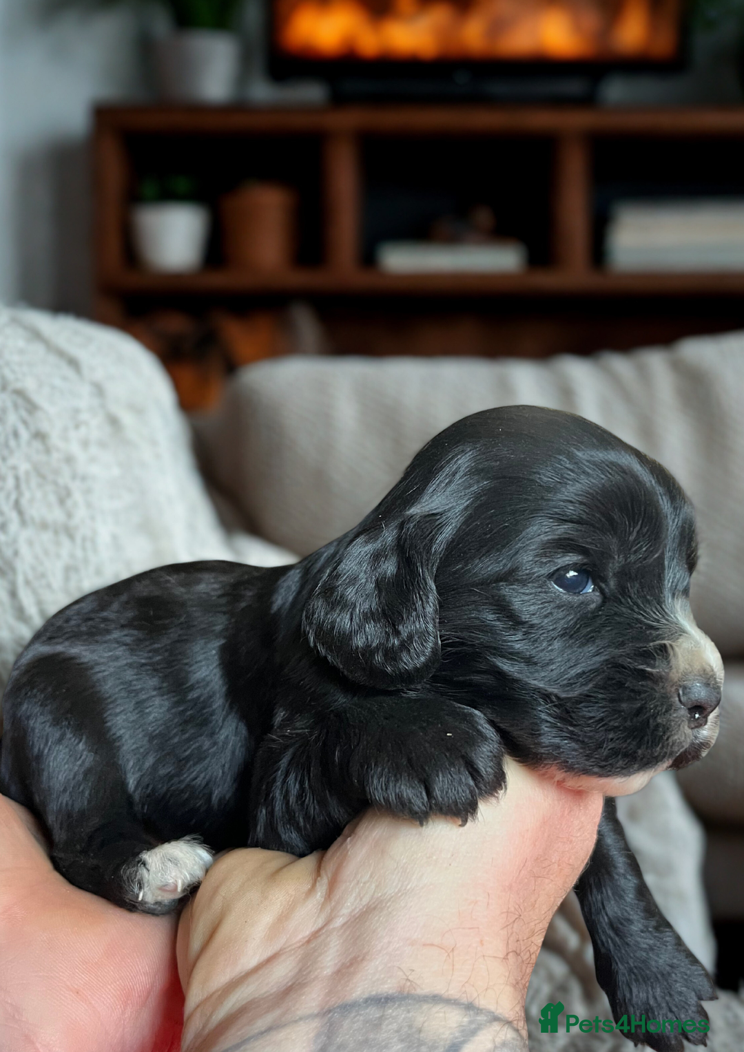 Cockapoo dogs for sale: Beautiful F1 cockapoo puppies  - Advert 6