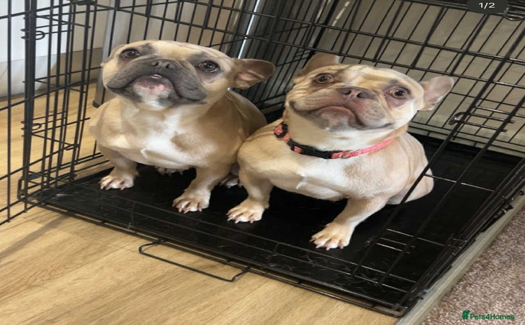 French Bulldog dogs - Advert 15