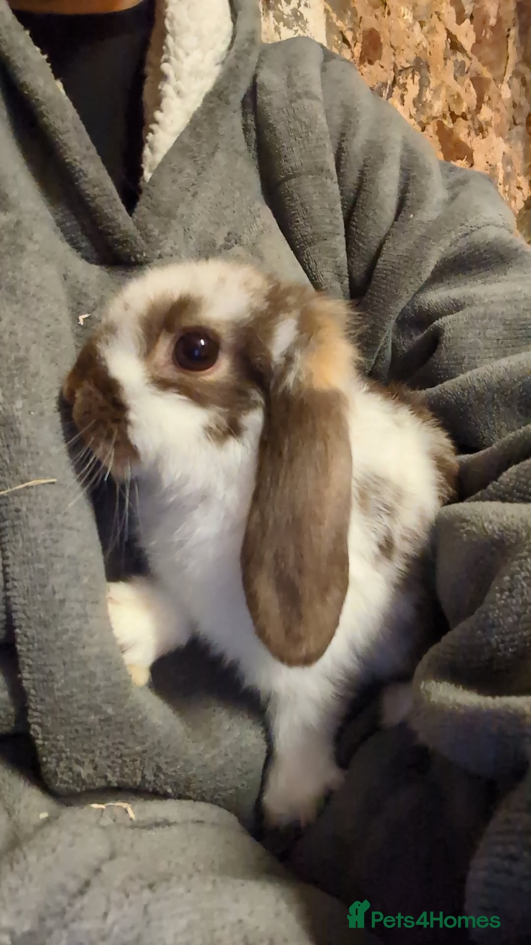 Mini Lop rabbits for sale: Brown n white mini lop for sale  - Image 7