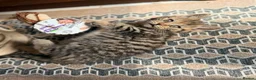 British Shorthair cats for sale: Stunning British Shorthair Kittens Ready Now! - Advert 26