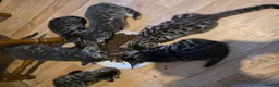 Mixed Breed cats for sale: BEAUTIFUL TABBY KITTENS - Advert 12