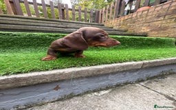 Dachshund dogs for sale: 5 stunning Dachshund puppies - Image 10