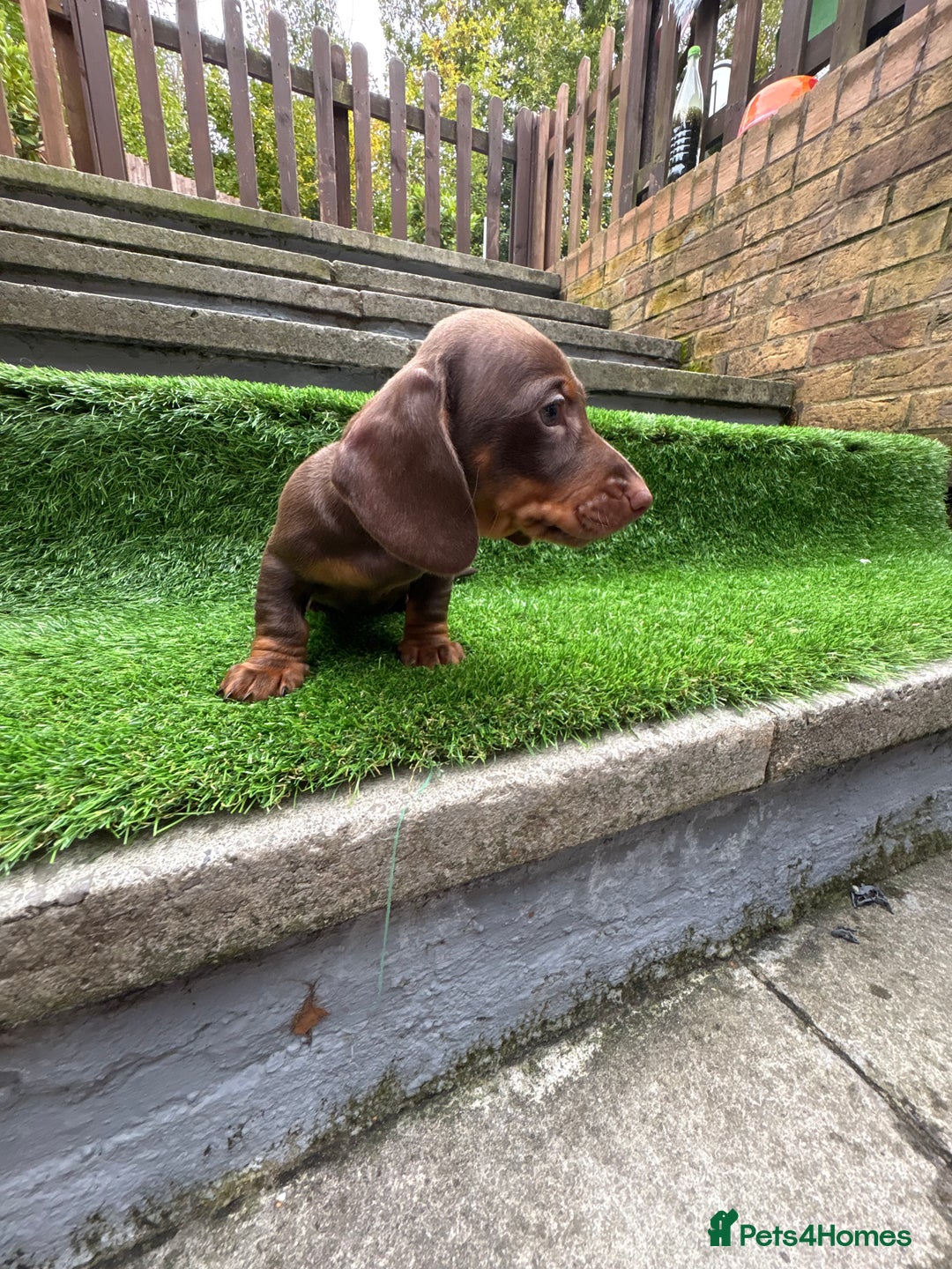 Dachshund dogs for sale: 5 stunning Dachshund puppies - Image 10