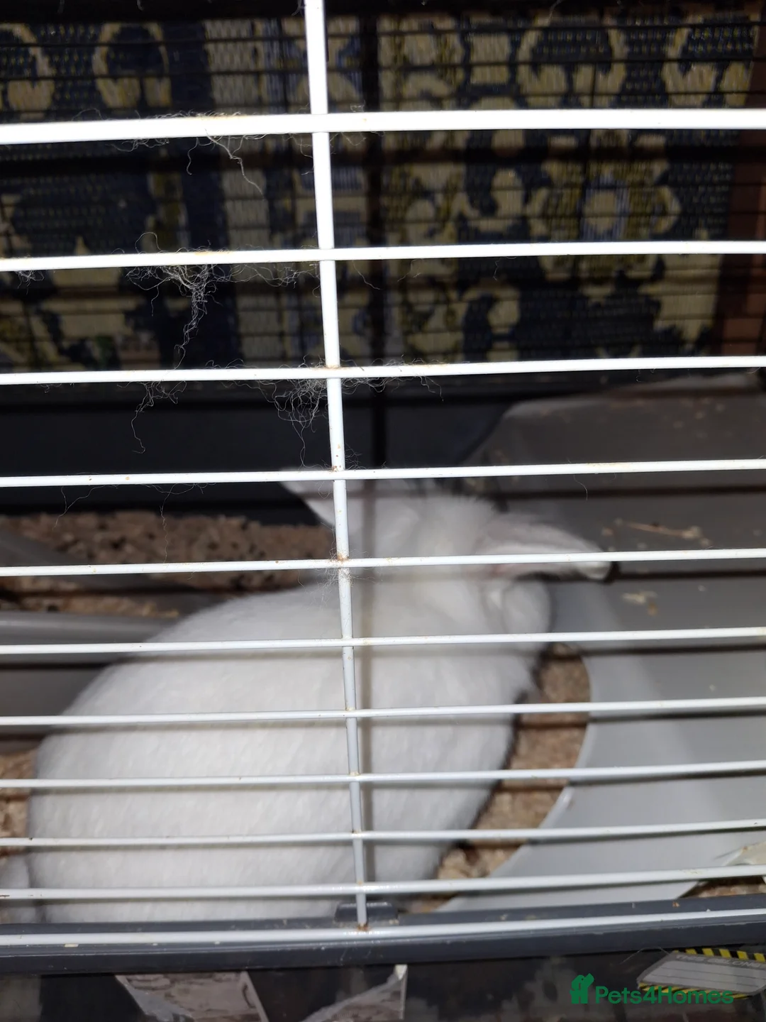 Mixed Breed rabbits for sale: Rabbits for sale - Advert 4