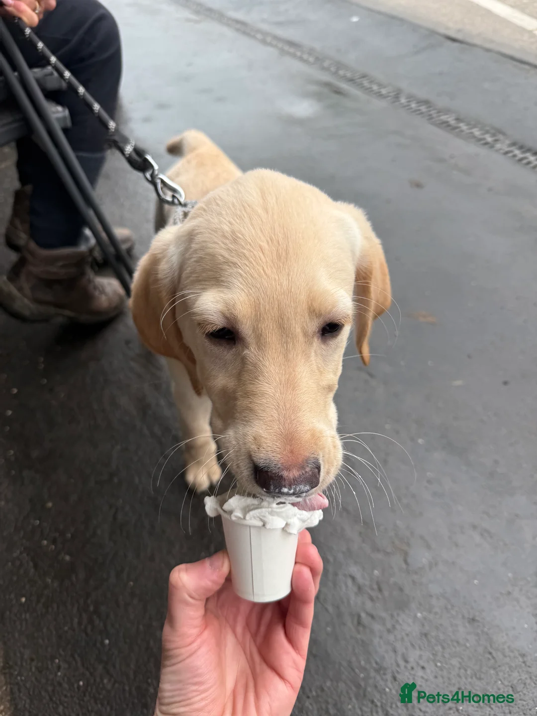 Goldador dogs for sale: GOLDADOR PUPPY COOPER 16 WEEKS - Advert 7