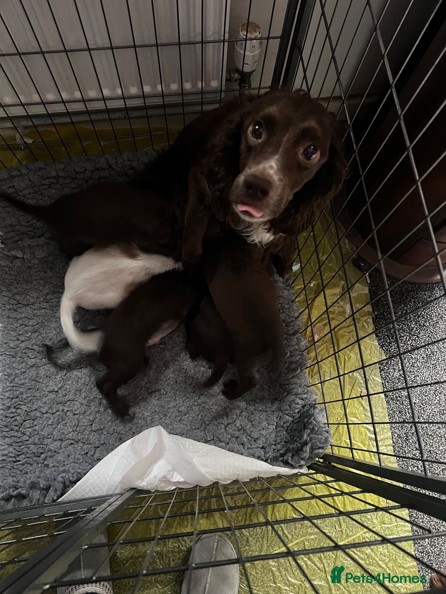 Cocker Spaniel dogs Beautiful cocker spaniel puppies  - Advert 1