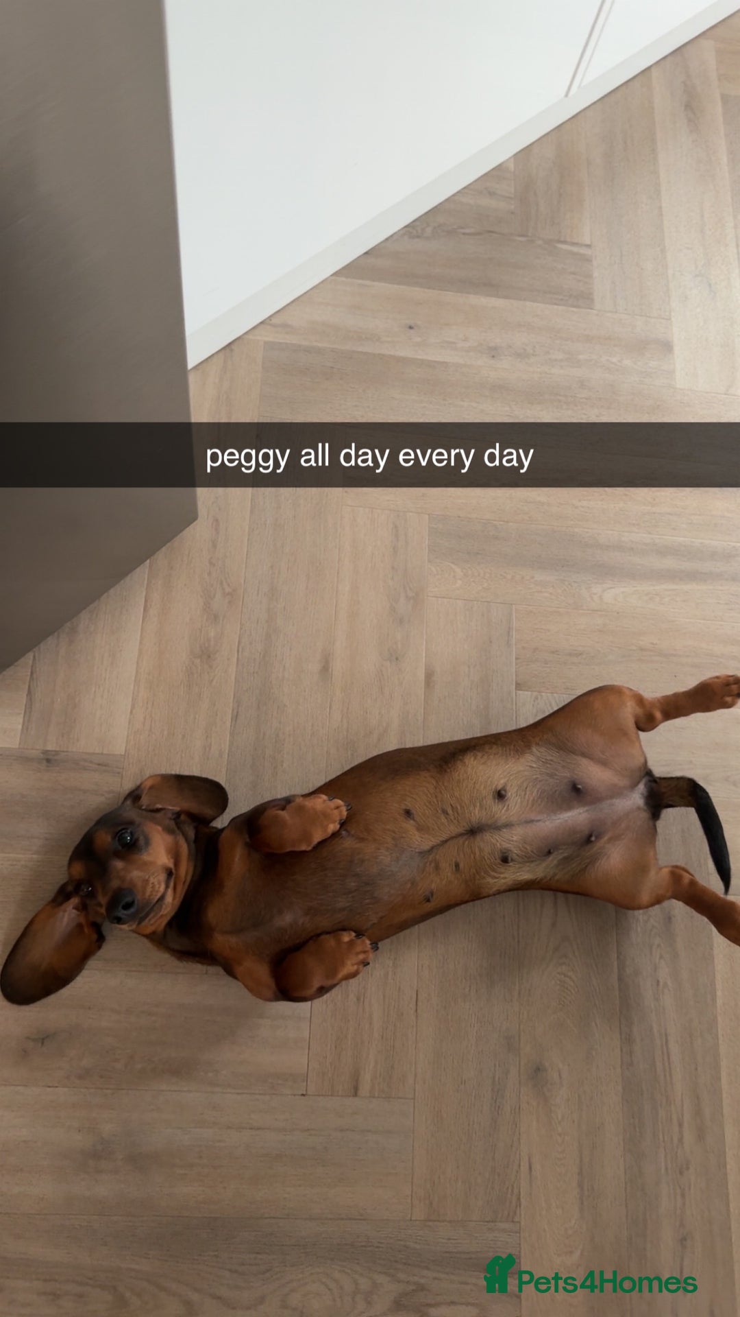 Miniature Dachshund dogs for sale: gorgeous fat mini dachshund  - Advert 4