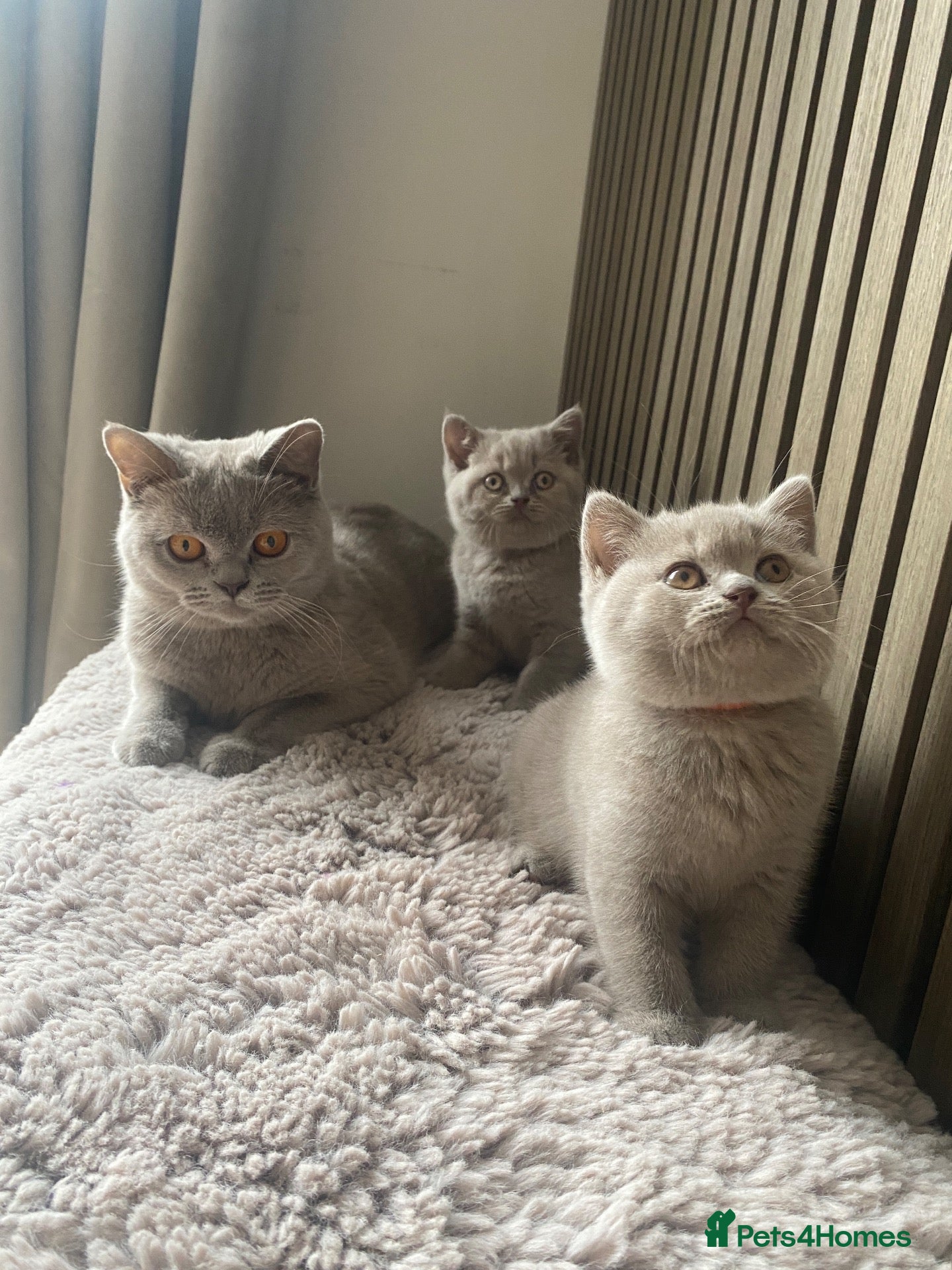 British Shorthair cats ✨Stunning Lilac  British Shorthair GCCF ✨ - Advert 2