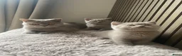 British Shorthair cats for sale: ✨Stunning Lilac  British Shorthair GCCF ✨ - Advert 9