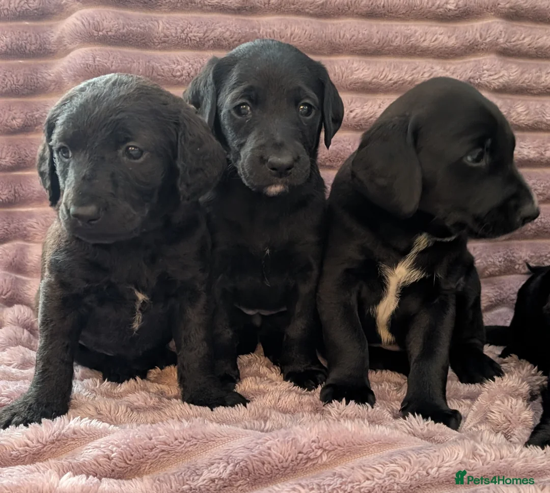 Labradoodle dogs for sale: 🐾 Labradoodle Puppies 🐾 - Advert 16