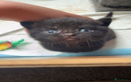 Mixed Breed cats for sale: 6 mixed breed / british shorthair kittens - Image 13