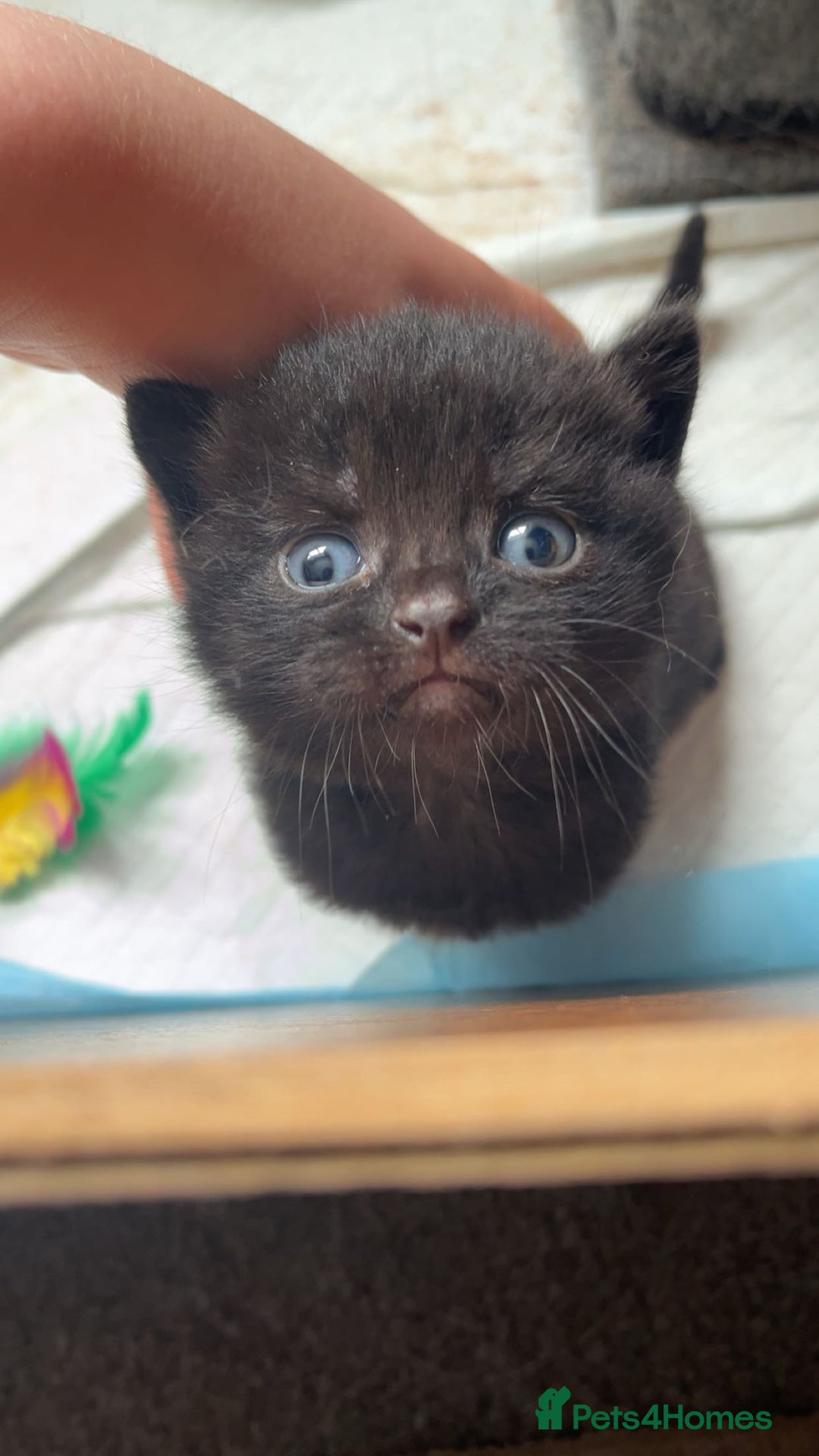 Mixed Breed cats for sale: 6 mixed breed / british shorthair kittens - Image 13
