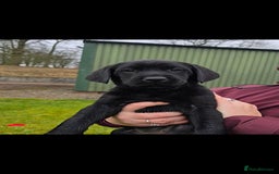 Labrador Retriever dogs for sale: KC Reg Labrador Puppies - Therapy Dog Mum - Image 3