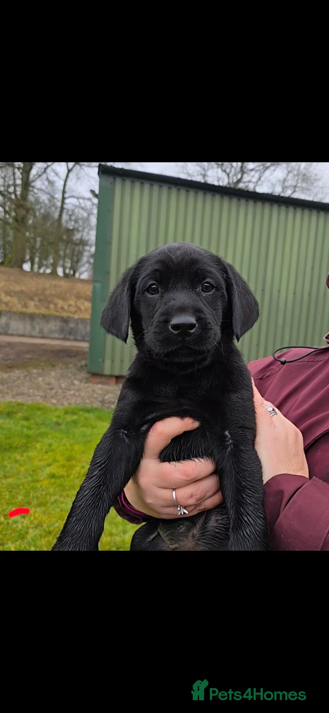 Labrador Retriever dogs for sale: KC Reg Labrador Puppies - Therapy Dog Mum - Image 3