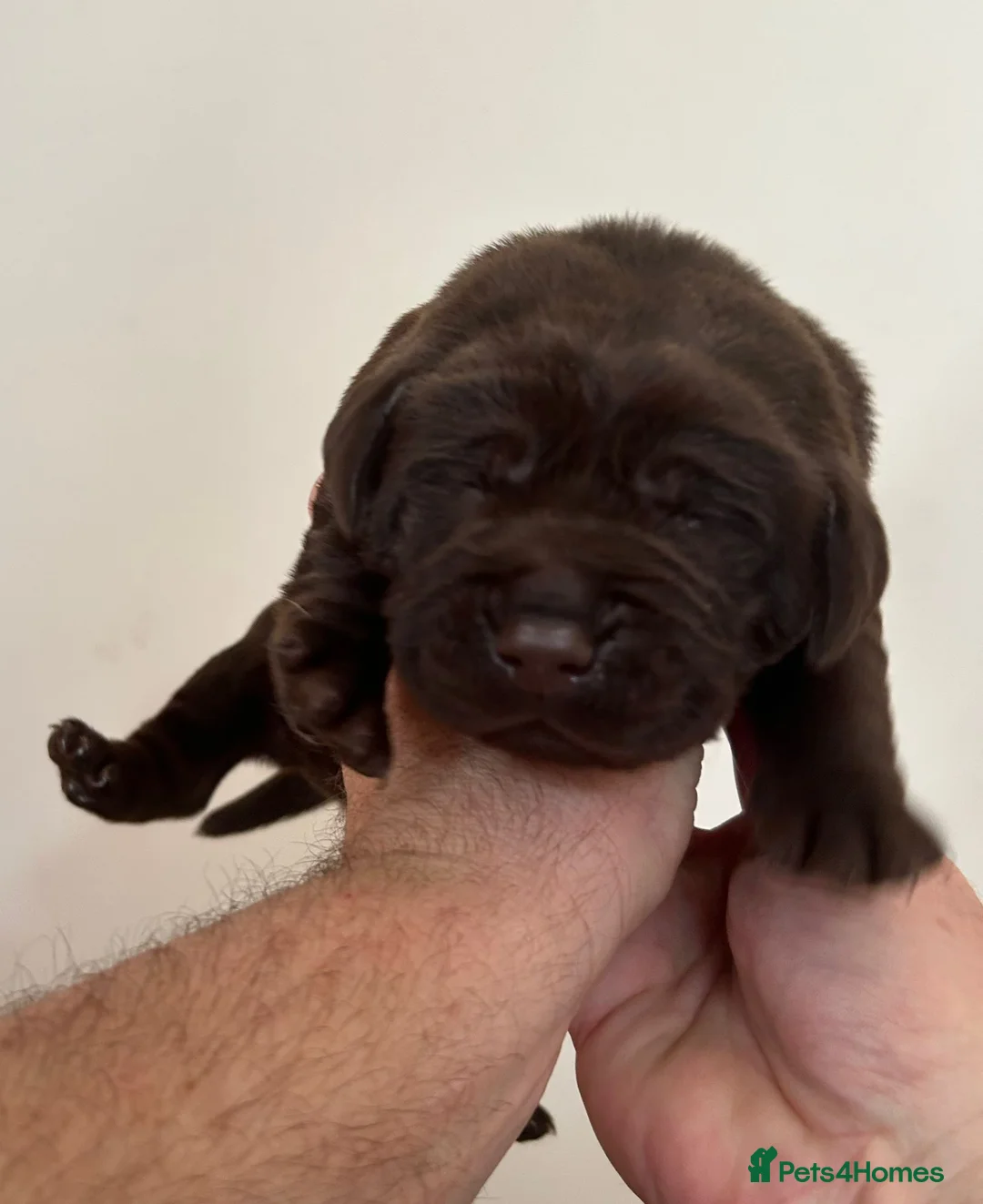 Labrador Retriever dogs for sale: Labrador puppies  in Aldershot - Advert 2