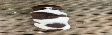 English Springer Spaniel 5