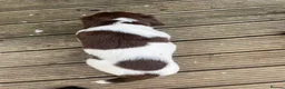 English Springer Spaniel dogs for sale: Springer spaniel pups  in Honiton - Advert 2