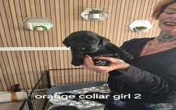 Sprocker dogs for sale: Sprocker puppies for sale. - Image 11