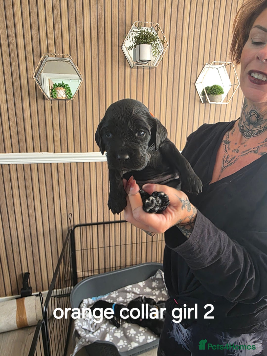 Sprocker dogs for sale: Sprocker puppies for sale. - Image 11