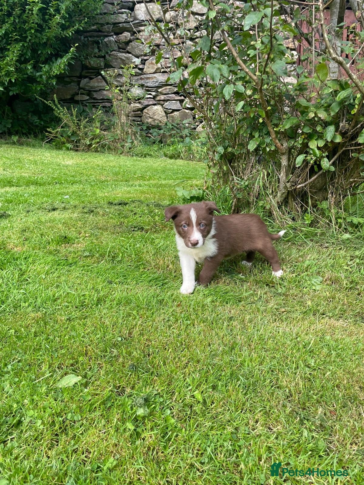 Border Collie dogs Border collies  - Advert 8